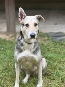 Shamim is husky mix with German shepherd