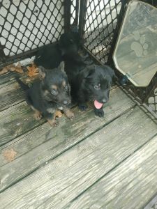 German Shephard pups