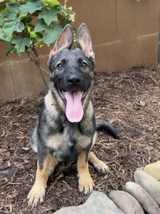 I am a Star with World Class Bloodlines