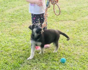 German shepherds puppiez