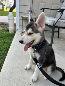 Husky/Shepherd Puppy