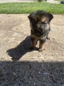German shepherd puppies *** my number for more information