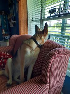 17 months old female German shepherd