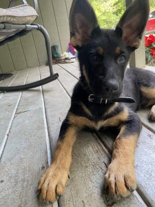 12w AKC m GermanShepherd