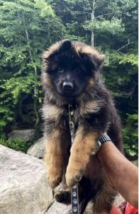 Long hair German Shepherd Champion lines OFA