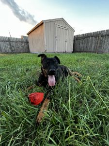 Loving pup for sell German shepherd mixed Rottweiler