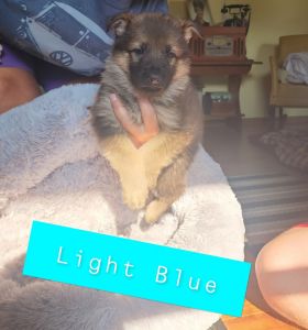 AKC German German Shepherd Puppies