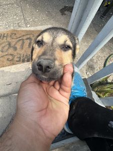 German shepherd mix puppies