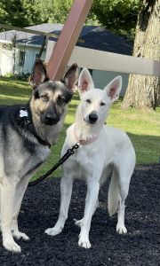 German shepherd puppies