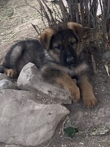 German Shepherd puppies