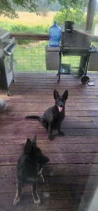 AKC German Shepherd puppies