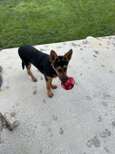 6 months German shepherd.. all shots & cage