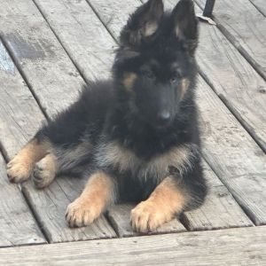 Akc German Shepard
