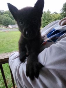 German Shepherd Puppies!!