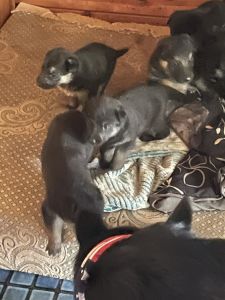 German shepherd puppies