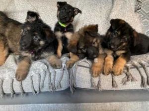Courageous German Shepherd puppies for re-homing