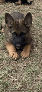 German shepherd