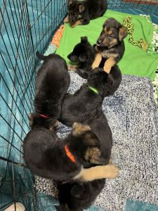 9 AKC German Shepherd