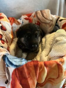 Pure German shepherds for sale