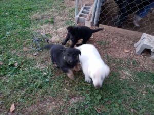 Full blooded German Shepard 2 girls 1 boy