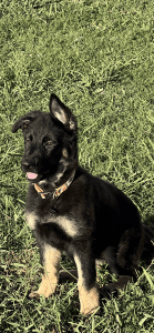German Shepherd
