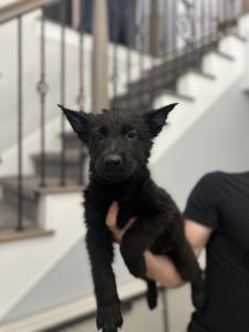 AKC German Shepherd Pups