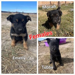 German Shepherd puppies for sale