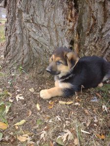 Beautiful German Shepherd puppies