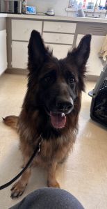 German shepherd puppy