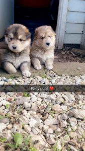 German-Australian shepherd pups