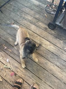 Rehoming Puppy German Shepherd mix