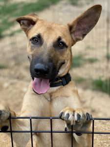 9 month old Male Short Haired German Shepherd Puppy