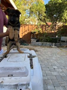 show line German shepherd.