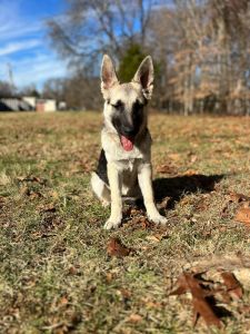Xena - Purebred German Shepherd