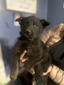 German shepherd pups