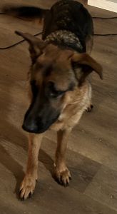 Pure breed German shepherd