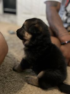 AKC German Shepherd puppies. Champion blood ready to take home in 2 we