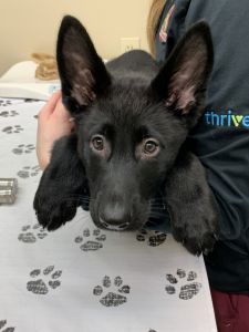 Black German Shepherd pups