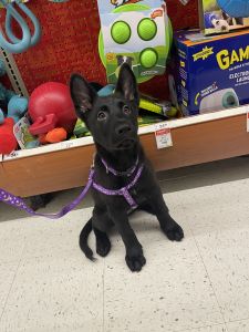 Black German Shepherd puppies