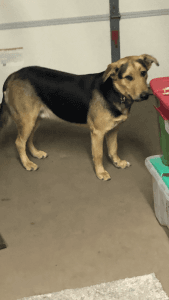 13 month old puppy for sale