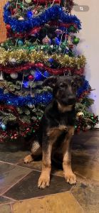 German shepherds puppy’s Ready to go