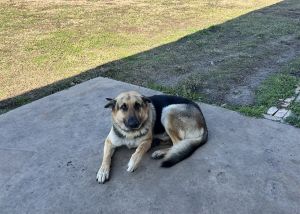 2yr old German Shepherd Male
