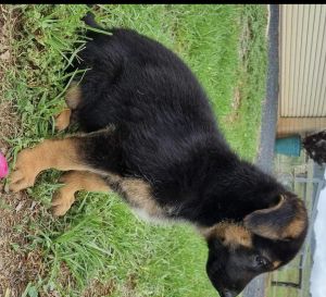 German Shepherd puppies