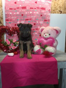 Ruby is AKC registered