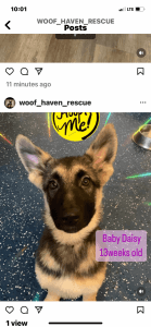 German Shepherd puppy