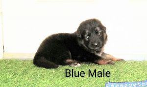 German Shepherd Puppies-
