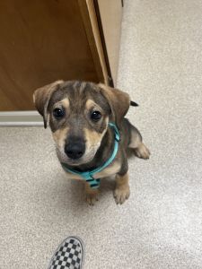 German Shepard Mix