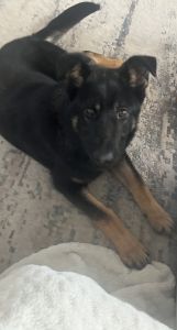 German Shepherd Puppy