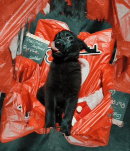 German Shepherds & Sheppits