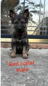 7 puppies ready in Macon ga 1 boy and 6 girls